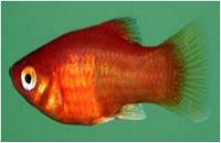 Rød Platy - Xiphophorus maculatus