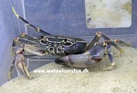 Potamonautes lirrangensis (Malawi krabbe)