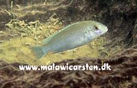 Labidochromis pallidus Maleri Island