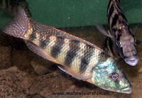 Placidochromis johnstoni Nkhata Bay