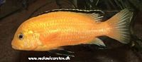 Labidochromis caeruleus "Golden Spec." Intens gul type