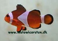 Amphiprion ocellaris "Nemo"