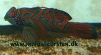 Pterosynchiropus splendidus - Mandarinfisk