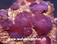 Actinodiscus cardinalis - Red Mushroom 