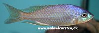 Nyassachromis prostoma Meluluca Mozambique