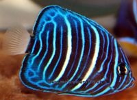 Pomacanthus annularis - Blue ringed angelfish