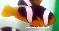 Amphiprion sebae - Two Stipe Clown fish, Sebae klovnfisk