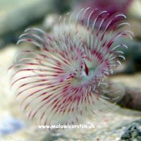Bispira species - Tube worm rød/hvid