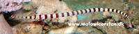 Dunkerocampus dactyliophorus - Zebra tangål