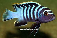 Cynotilapia zebroides "Red Top" Chewere (Cynotilapia afra "Red Top")