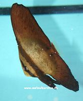 Platax orbicularis - Flagermusfisk