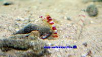 Alpheus randalli - Randalls Pistol Shrimp