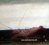 Lysmata seticaudata - Monaco Shrimp