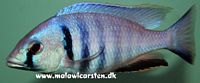 Placidochromis electra Likoma Island