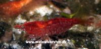 Cherry Red Shrimp - Neocaridina heteropoda