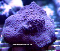 Montipora sp. (encrusting purple)