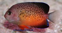 Centropyge ferrugatus/ferrugata - Rusty Angelfish