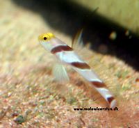 Stonogobiops xanthorhinica - Hi Fin Red Banded Goby/Striped Goby/Yellownose Goby