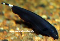 Black Ghost knivfisk - Apteronotus albifrons 
