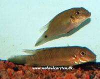 Pelvicachromis signatus Guinea 