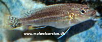 Melanochromis dialeptos Metangula