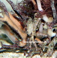 Mithrax sculptus - Mitrax krabbe
