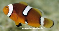 Amphiprion percula Misbar Elevage