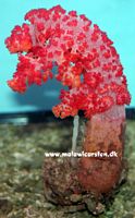 Dendronephthya divaricata - Cauliflower on rock (Color) 