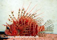 Pterois meles - Red Lion fish