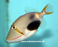 Rhinecanthus verrucosus - Black Patch Triggerfish
