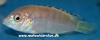 Labidochromis caeruleus "Golden Spec." Nkhata Bay
