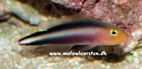 Pseudochromis bitaeniatus - Double-Striped Dottyback - Purple