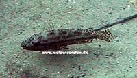 Nimbochromis pardalis Namitumbu