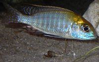 Lethrinops sp. Nkhata Bay