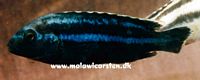 Melanochromis loriae (Melanochromis parallelus)